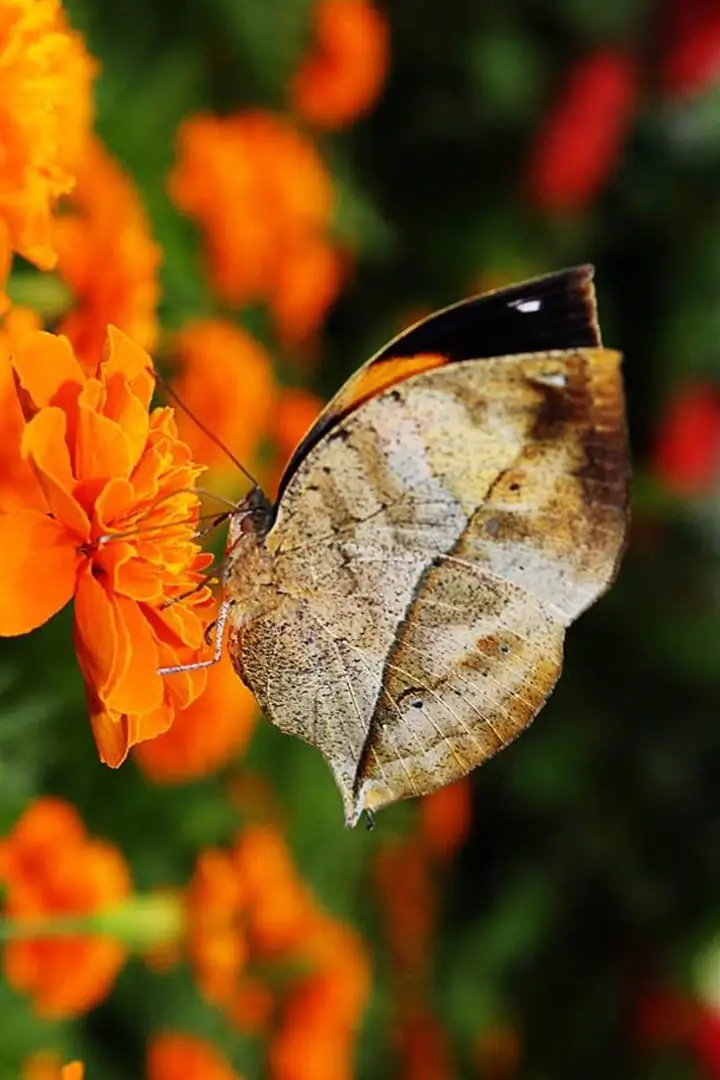 باغ پروانه دبی